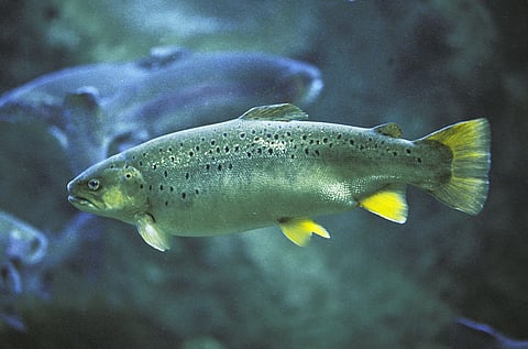 Atlantic Salmon, Salmo salar, adult, Quebec, Canada.
