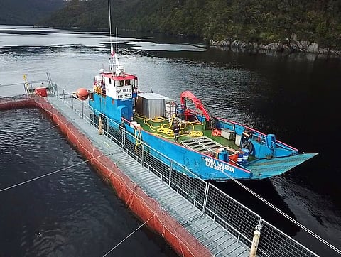 Moleaer and Semarco SpA are partnering to integrate nanobubble technology into remediation work across Chile’s aquaculture sector.