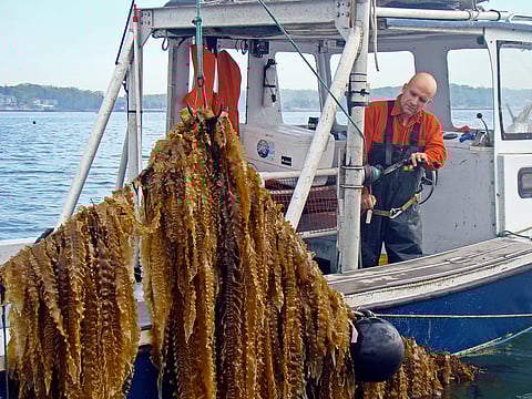 The 2021 winner of the&nbsp;Food Planet Prize was Connecticut-based non-profit GreenWave, which has developed a regenerative ocean polyculture system growing seaweed and shellfish.