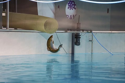 Nordic Aqua Partners fish transfer to the first RAS grow-out unit in the Phase 2 facility in October 2025. 
