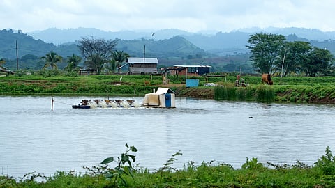 Shrimp farm in the La Segua wetlands near Chone, Ecuador.