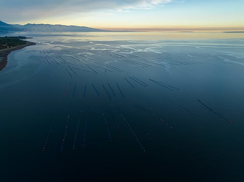 Aerial view of mussel farming in the Los Lagos region, Chile.
