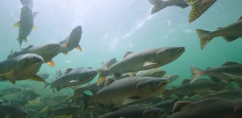 Pink salmon at Quinsam River Hatchery, BC, Canada. 