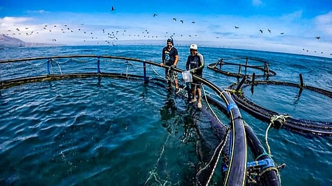 Peruvian fish farmers. 