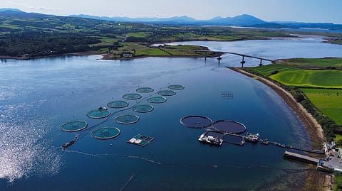 Mowi fish farm. 