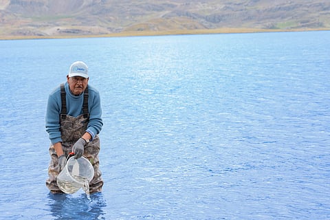 Release of rainbow trout fingerlings into Lake Orccococha in Castrovirreyna, Huancavelica Department, Peru.