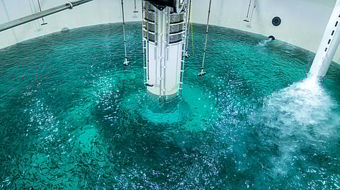 Smolt release at Salmon Evolution's Phase 2 facility.