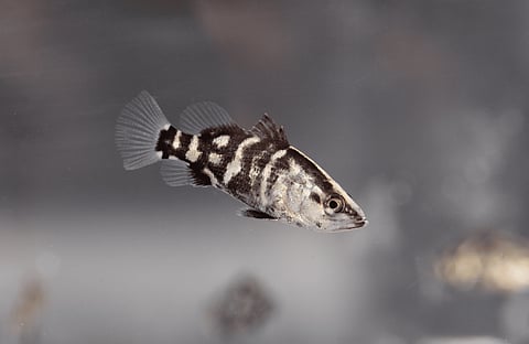 Barramundi is one of the warm-water species BioMar is focusing on at its&nbsp;Aquaculture Technology Centre in Hirtshals, Denmark.