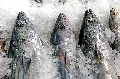 Peruvian bonito (Sarda chiliensis chiliensis).