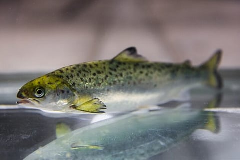 This project is funded by the Norwegian Seafood Research Fund (FHF).