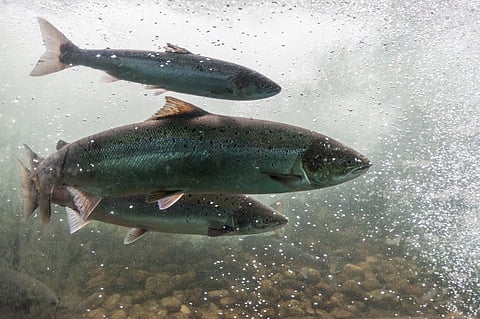 Salmon smolt