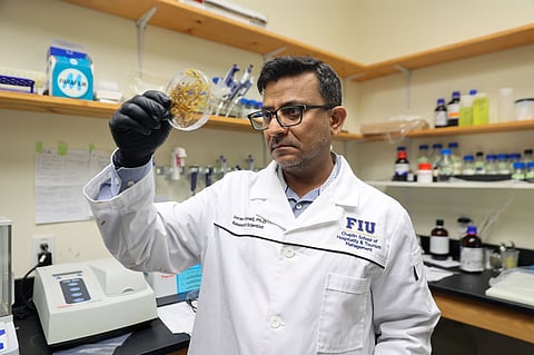 Food science and technology research professor, Dr Imran Ahmad, with a sample of waste sargassum.