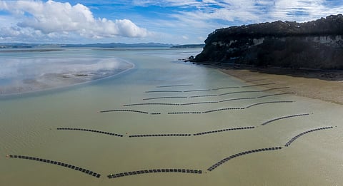 Oyster farm in operation, showing rows of oyster baskets in shallow water near the shore in Kawhia Harbour, Kawhia, Waikato, New Zealand. The oyster farmers grow oysters for food consumption.