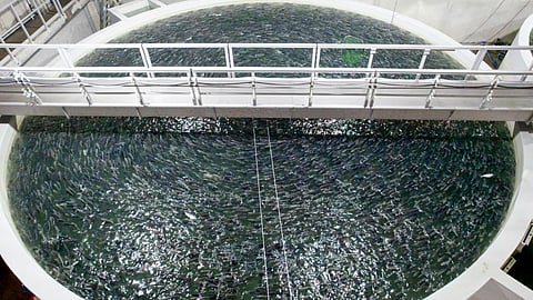 Germany could become an aquaculture powerhouse, says report