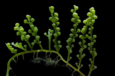 Caulerpa racemosa, or "sea grapes" seaweed species.