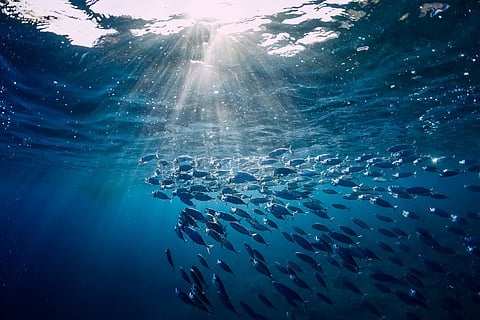 New FAIRR index highlights sustainability gaps in global seafood sector