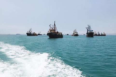 Peruvian boats are fishing for anchovies.
