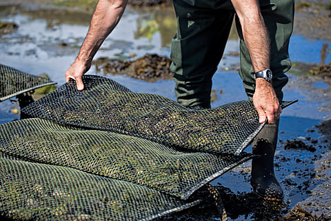 The opening of disaster relief funding comes soon after New York State announced a separate $3 million funding round for Long Island aquaculture businesses, many of which are oyster farming operations.