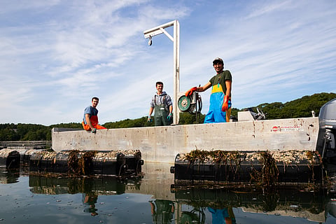 Glidden Point oyster farmers in September 2025.