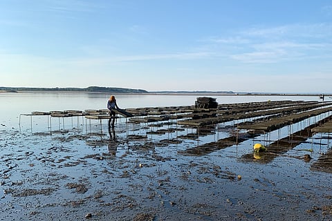 A person tends to oyster beds at an oyster farm in Wellfleet, Massachusetts.