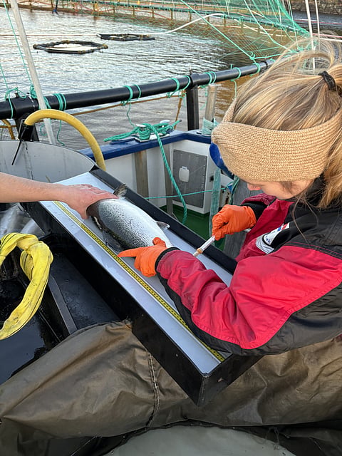 WellFish Tech's blood sampling technique has been cleared for use in salmon over 500g.