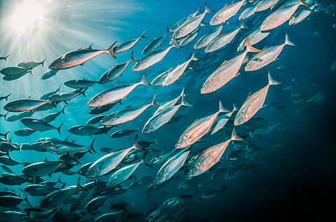 OceanEye initiative to boost Europe’s role in global ocean monitoring