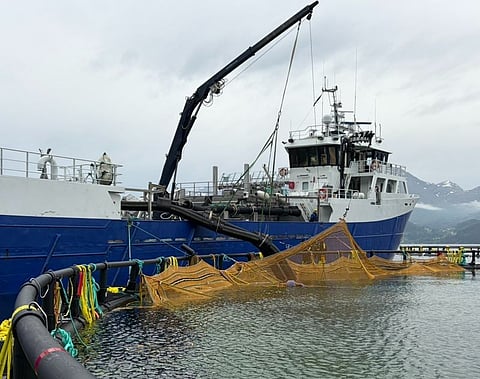 Ode's juvenile cod being stocked directly into one of the cod farming company submersible pens.