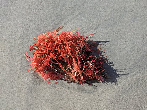 Asparagopsis seaweed washed up on a beach in Western Australia. Supplement food for reducing methane in cattle.