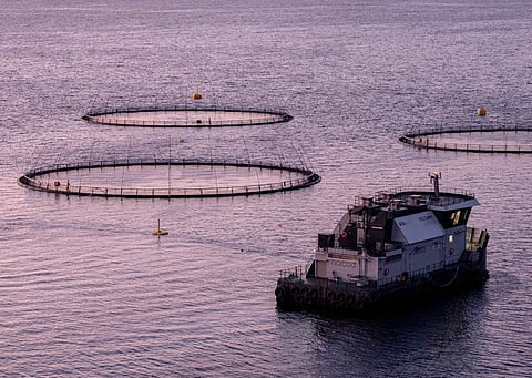 One of Norcod's cod farming sites in Norway. 