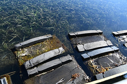 Oyster farm long-line system trays for Sydney Rock Oysters in Pambula Lake, New South Wales Australia.