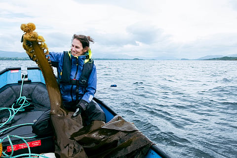 Report co-author Dr Kati Michalek examines some Saccorhiza polyschides growing at the SAMS seaweed farm.