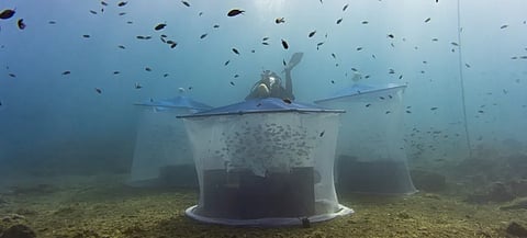 Ecocean's&nbsp;BioRestore® science-based fish restoration process.