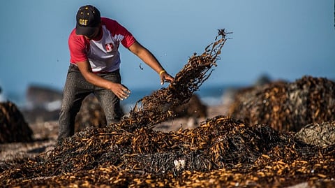 Seaweed farmer handling macroalgae in Peru.