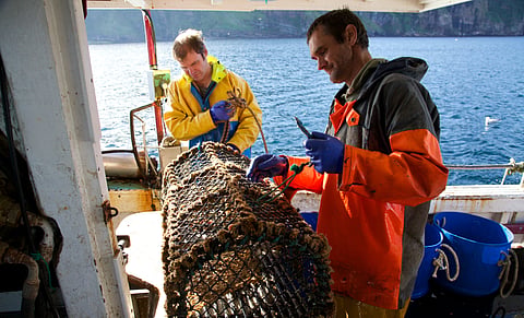 Brown crab fishers in Orkney, Scotland, UK.