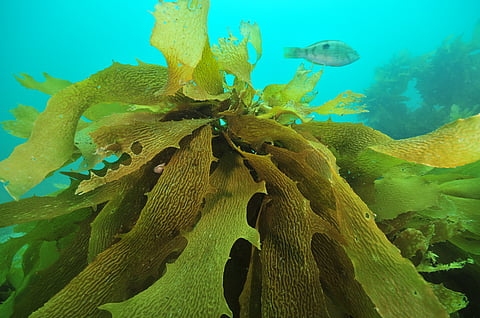 Greenwave Aotearoa is cultivating Ecklonia radiata,&nbsp;a native brown seaweed in New Zealand waters.
