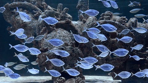 Atlantic bumpers, one of the marine finfish species being raised from larvae as part of the collaboration.