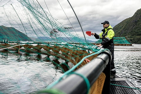 Ode's worker feeding the cod in a sea farm.