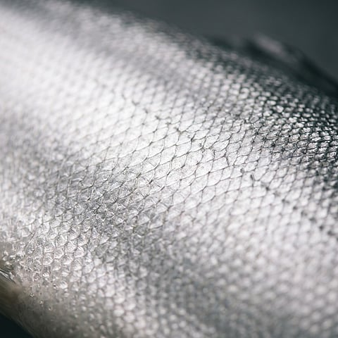 Detail of the skin of a Coho salmon.