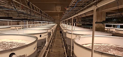 Land-based facilities of the Ocean Beach Aquaculture Park in Bluff, NZ, where Asparagopsis is cultivated.