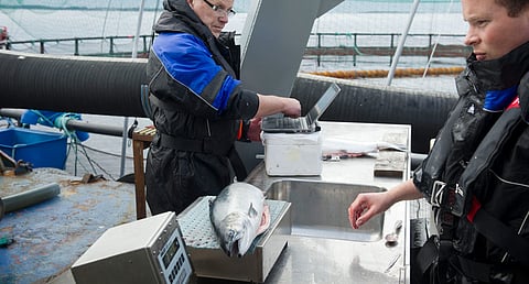 Project manager Jens-Erik Dessen weighs salmon at Nofima's R&amp;D concession at Blom on Marøy outside Bergen.