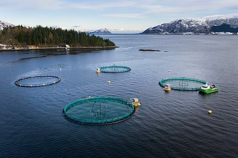 Cod farmer Statt Torsk raises 41.4 MNOK in a private placement