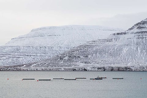 BioMar partners Síldarvinnslan and becomes only global feed company in the Icelandic market