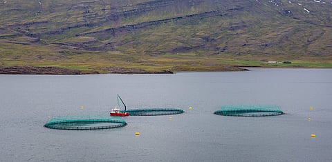 Fishing farms in Berufjordur fjord, Iceland. Iceland proposes a "reasonable fee" for aquaculture. Photo: Adobe Stock. 