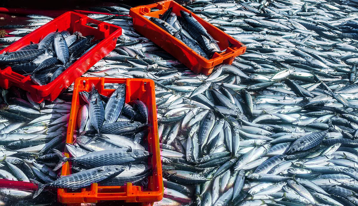 Agreement on Northeast Atlantic mackerel quota for 2024