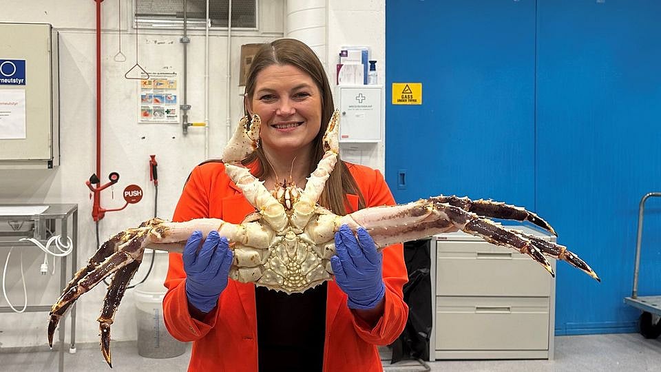 Norway sets crab quotas for 2024