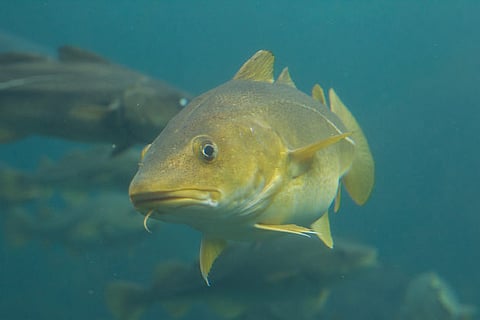 Nofima's Innovative Cod Milt Hydrolysis for Protein, Oil, and DNA ...