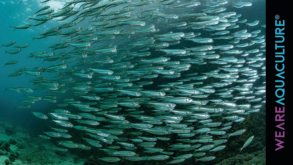 Discover the Freshest Whitefish and Seafood in Town - Get the Latest ...