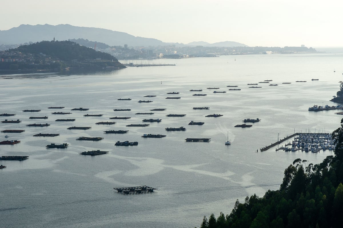 Spain awards aquaculture research projects with 20,000€ - WeAreAquaculture