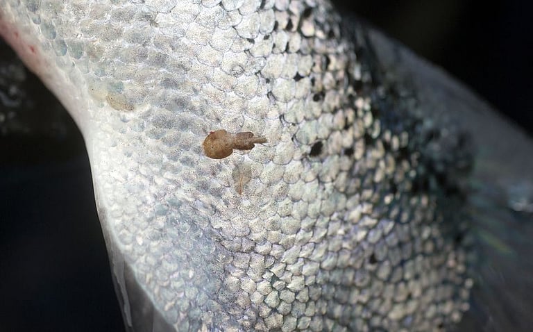 Sea lice attracted by chemical signals from salmon, study finds.