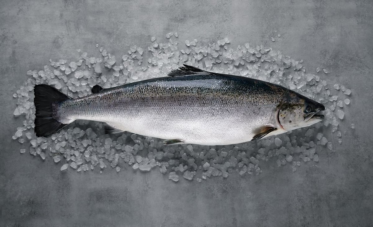 Slmn U Norwegian salmon overcomes U.S. tariffs, but not oversupply